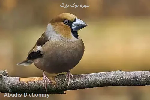 سهره نوک بزرگ